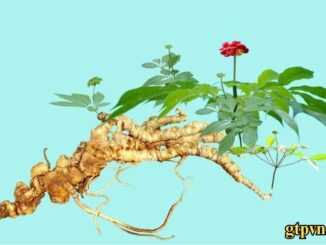 Cây sâm Ngọc Linh